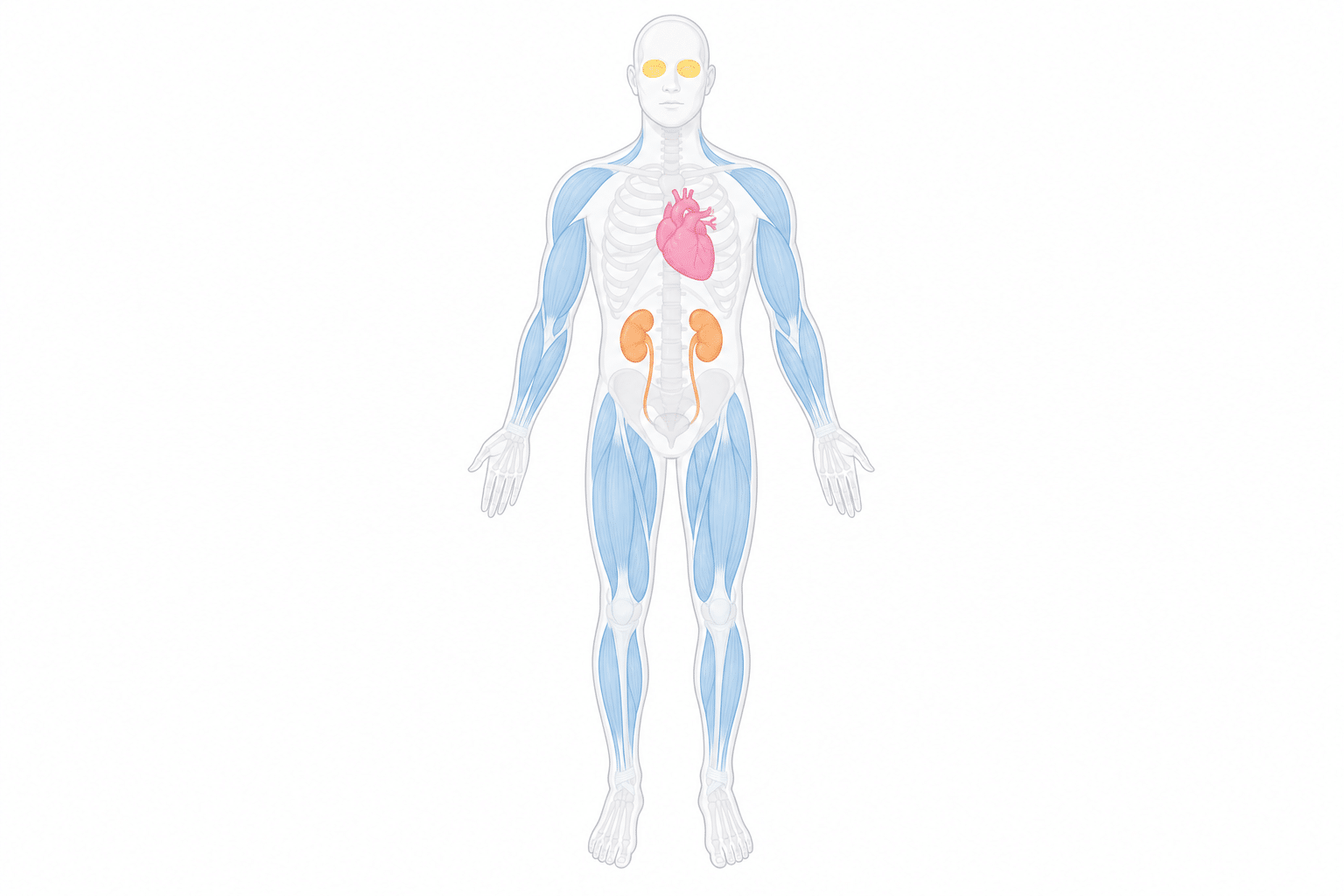 Diagramm: Abbau von Succinylcholin durch Pseudocholinesterase im Plasma